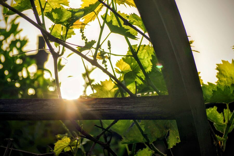 Abendsonne durch Weinlaub an der Pergola