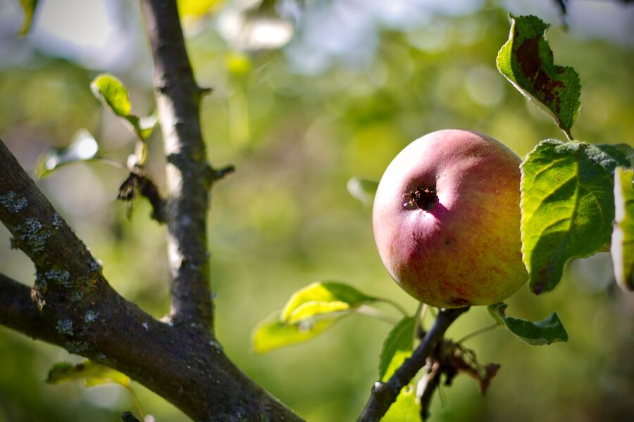 Reifender Apfel am Baum