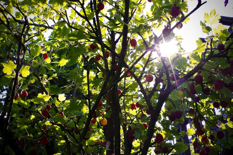 Beerenstrauch mit reifen Früchten im Gegenlicht