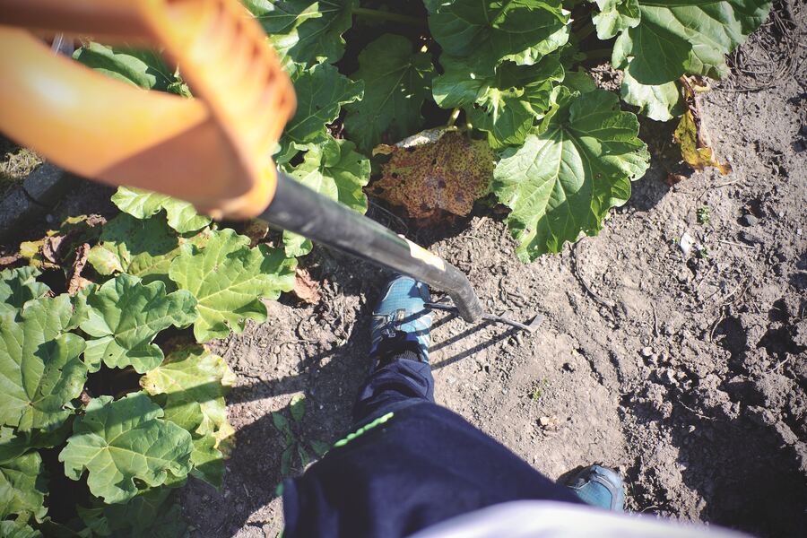 Gartenarbeit: Grabegabel im Beet