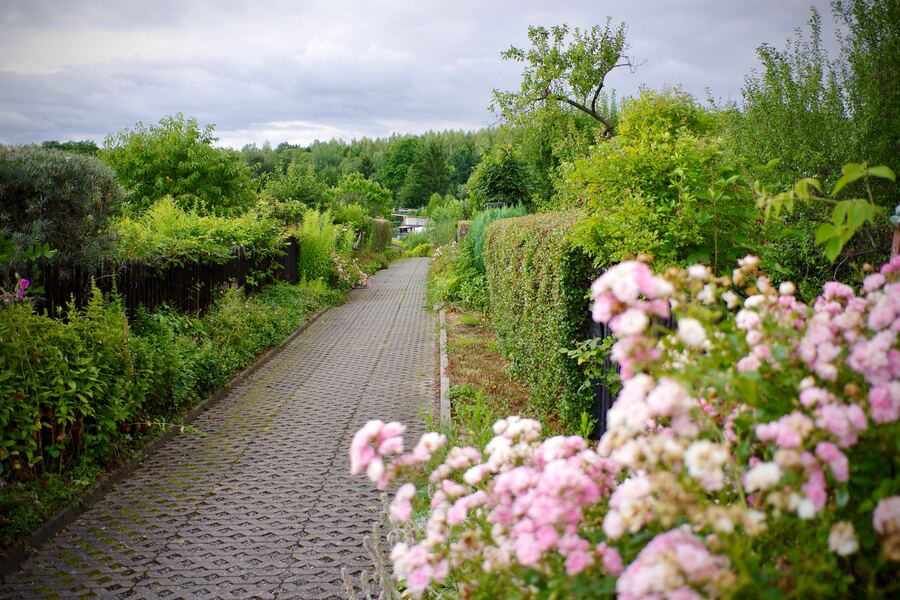 Hauptweg mit Wabenplatten, gesäumt von Rosen