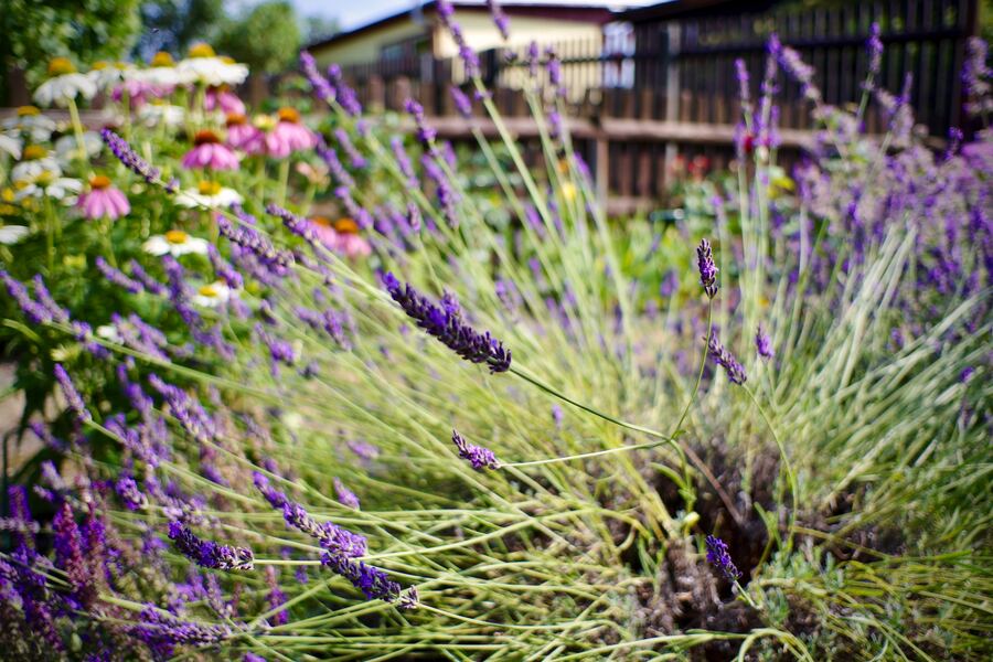 Lavendel im Staudenbeet am Gartenzaun
