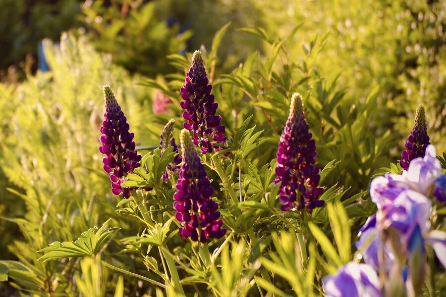 Violette Lupinen im Abendlicht