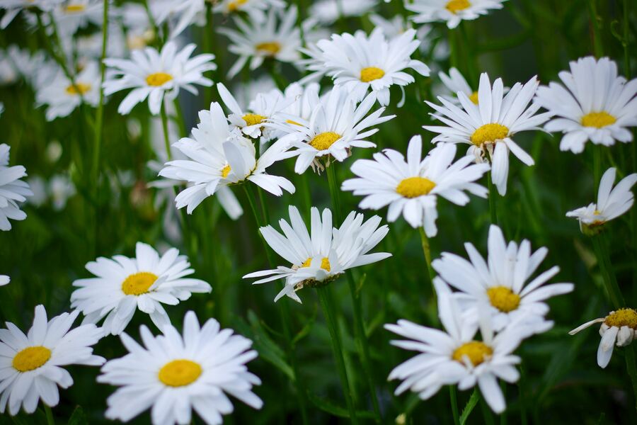 Weiße Margeriten in voller Blüte