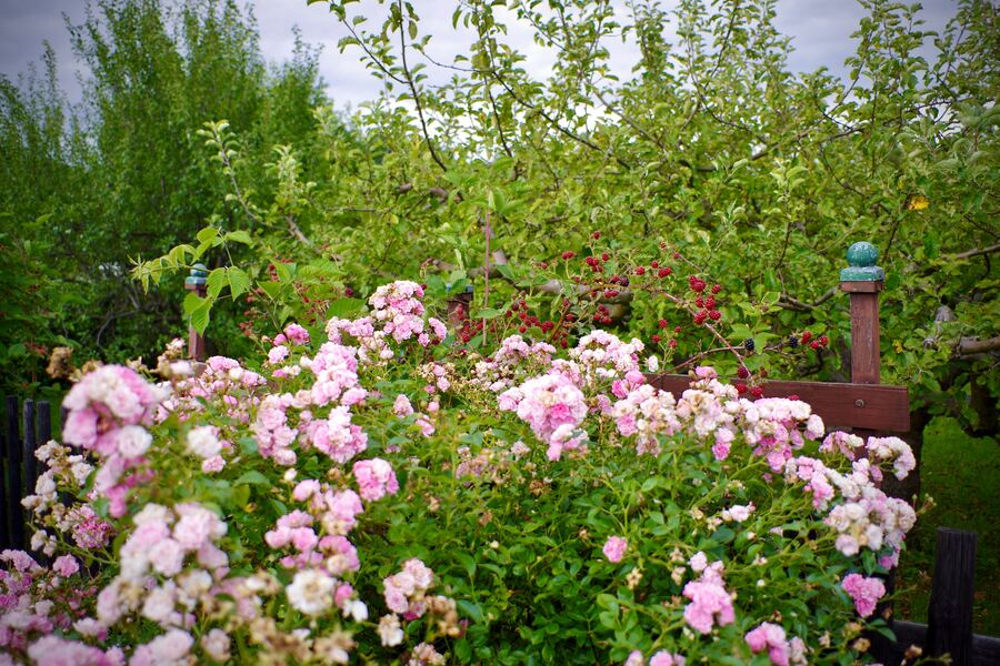 Rosen vor blühendem Obstgarten
