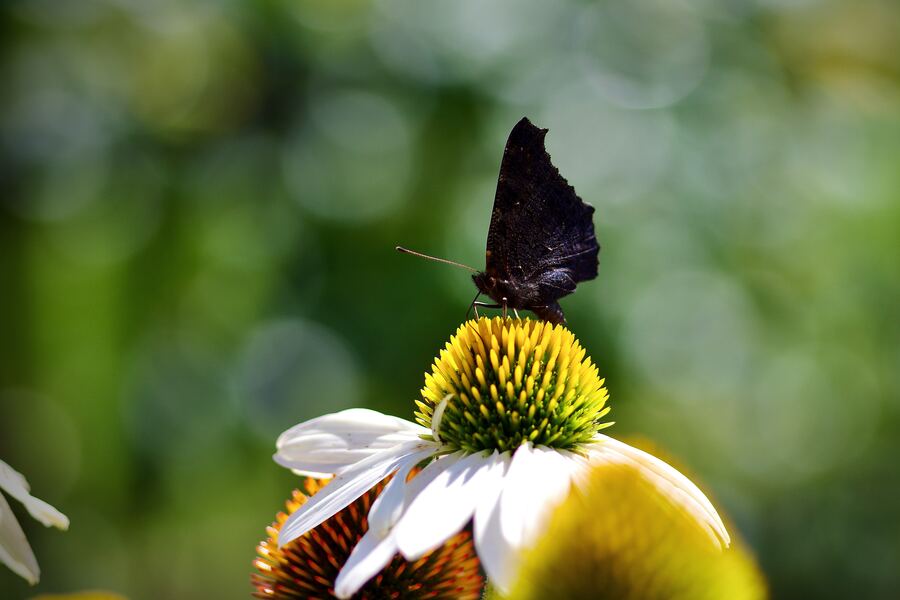 Schmetterling auf einer Sonnenhut-Blüte