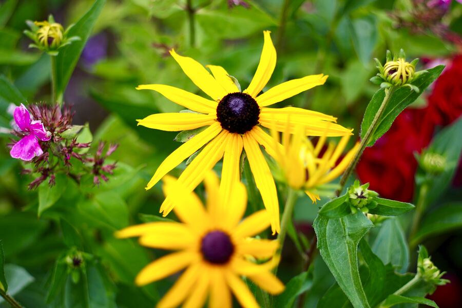 Gelber Sonnenhut im Blumenbeet